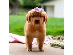 Golden Retriever Puppy for sale in Baltic, OH, USA