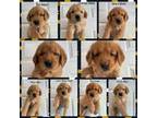 Golden Retriever Puppy for sale in Greenville, NY, USA