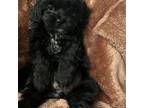 Cavapoo Puppy for sale in Covington, GA, USA