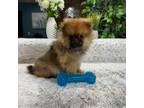 Pomeranian Puppy for sale in Greenfield, IN, USA