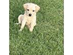 Adopt Bailey a Yellow Labrador Retriever