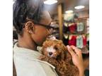 Cavapoo Puppy for sale in Montclair, NJ, USA