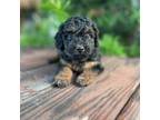 Mutt Puppy for sale in Screven, GA, USA