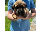Cane Corso Puppy for sale in Bentonville, AR, USA