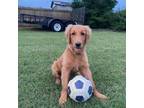 Golden Retriever Puppy for sale in Fuquay Varina, NC, USA