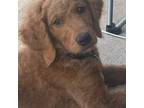 Goldendoodle Puppy for sale in Hillside, NJ, USA