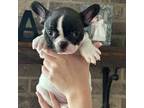 French Bulldog Puppy for sale in Shelby, AL, USA