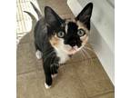 Adopt Opera (bonded to Birdy) a Domestic Short Hair