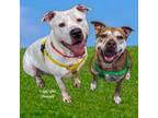 Adopt Lupin a American Staffordshire Terrier