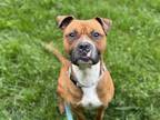 Adopt Johnny Cash a Pit Bull Terrier