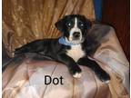 Adopt H-Dot a Australian Cattle Dog / Blue Heeler, Labrador Retriever