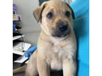 Adopt Cry Baby a Mixed Breed