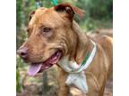 Adopt Phinus a Pit Bull Terrier