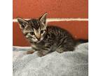 Adopt Shenandoah Kitten 7 a Domestic Short Hair