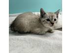 Adopt (Hold) Shenandoah Kitten 1 a Domestic Short Hair