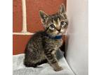 Adopt Shenandoah Kitten 5 a Domestic Short Hair