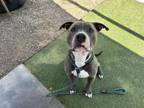 Adopt TOKYO a Pit Bull Terrier, Mixed Breed