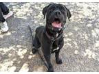 Adopt OSIRIS a Pit Bull Terrier
