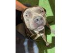 Adopt RUFUS a Pit Bull Terrier