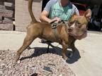 Adopt TYCO a Pit Bull Terrier, Mixed Breed