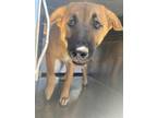 Adopt FABIO a Black Mouth Cur, Mixed Breed