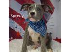 Adopt Speedy a Pit Bull Terrier