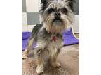 Adopt Toby a Border Terrier