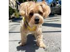 Adopt Mateo 11867 a Yorkshire Terrier