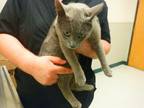 Adopt COSMO a Russian Blue, Domestic Short Hair
