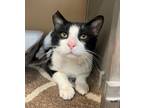Adopt Snoopy a Domestic Short Hair