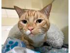 Adopt TOBY a Domestic Short Hair