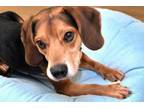 Adopt WILLY a Beagle