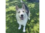 Adopt Benny a Shepherd, Wirehaired Terrier