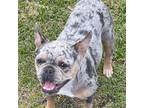 French Bulldog Puppy for sale in Hazlehurst, GA, USA