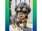 Mutt Puppy for sale in Lexington Park, MD, USA