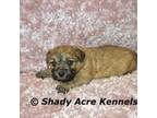 Zuchon Puppy for sale in Macon, GA, USA
