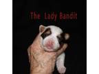 the lady bandit