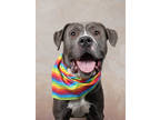 Adopt Lorenzo a Pit Bull Terrier, Mixed Breed