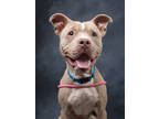 Adopt Bear a Pit Bull Terrier, Mixed Breed