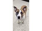 Adopt Arf Vader a Pit Bull Terrier, Mixed Breed