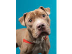 Adopt Peanut a Pit Bull Terrier, Mixed Breed