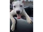 Adopt Frozone a Pit Bull Terrier, Mixed Breed
