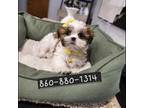 Shih Tzu Puppy for sale in Groton, CT, USA
