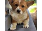 Pembroke Welsh Corgi Puppy for sale in Baldwin, GA, USA