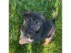 German Shepherd Dog Puppy for sale in Panama City, FL, USA