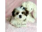 Shorkie Tzu Puppy for sale in Franklinton, LA, USA