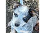 Blue Queensland Puppy