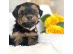 Shorkie Tzu Puppy for sale in Highland Mills, NY, USA