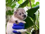 Pomeranian Puppy for sale in Newport News, VA, USA
