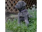 Cane Corso Puppy for sale in Narvon, PA, USA